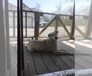 Labrador Retriever-Unknown Mix Dogs for adoption in Union, WV, USA