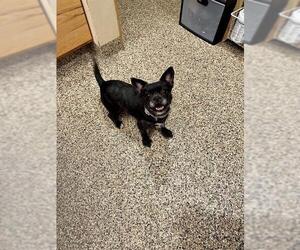 French Tzu Dogs for adoption in Frisco, CO, USA