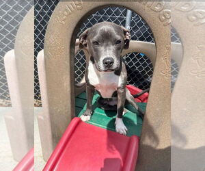 American Pit Bull Terrier-Chihuahua Mix Dogs for adoption in Germantown, OH, USA