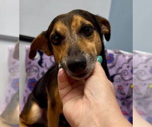 Dachshund-Unknown Mix Dogs for adoption in Weston, FL, USA