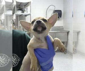 American Pit Bull Terrier-Unknown Mix Dogs for adoption in Pasadena, TX, USA