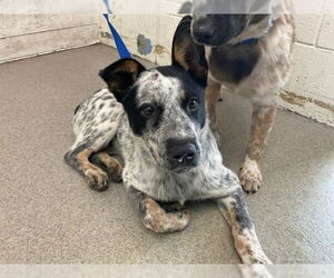 Mutt Dogs for adoption in San Bernardino, CA, USA
