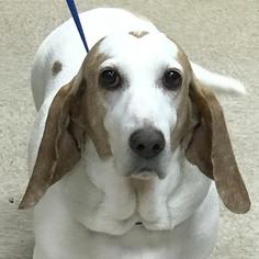Basset Hound Dogs for adoption in Bauxite, AR, USA