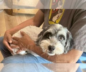 Havanese-Miniature Schnauzer Mix Dogs for adoption in Princeton, MN, USA