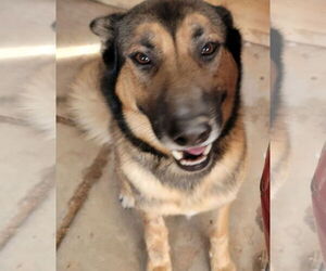 German Shepherd Dog-Huskies  Mix Dogs for adoption in Chandler, AZ, USA