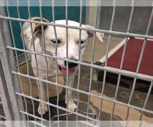 Labrador Retriever-Unknown Mix Dogs for adoption in Texas City, TX, USA
