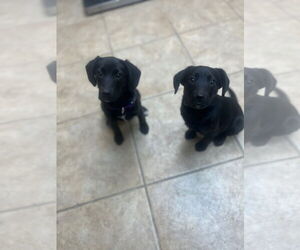 Labbe Dogs for adoption in Claremore, OK, USA