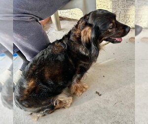 Dachshund-Spaniel Mix Dogs for adoption in Los Angeles, CA, USA