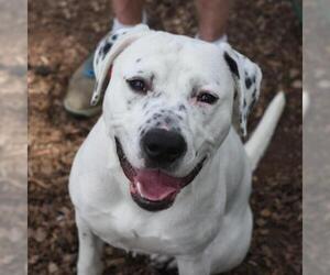 Dalmatian Dogs for adoption in Riverwoods, IL, USA