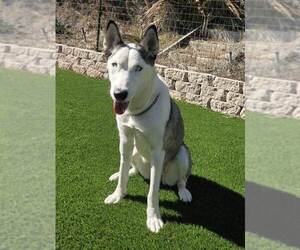 Siberian Husky Dogs for adoption in Menifee, CA, USA