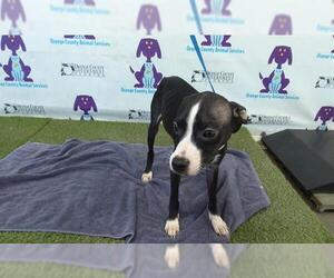 American Pit Bull Terrier Dogs for adoption in Orlando, FL, USA