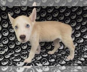 Siberian Husky-Unknown Mix Dogs for adoption in HESPERIA, CA, USA