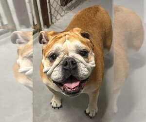 Bulldog Dogs for adoption in Ellijay, GA, USA
