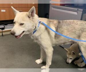 Siberian Husky Dogs for adoption in Santa Cruz, CA, USA