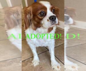 Cavalier King Charles Spaniel Dogs for adoption in Westminster, MD, USA