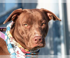 Border Collie-Unknown Mix Dogs for adoption in San Andreas, CA, USA