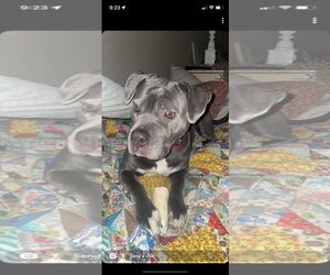 Mutt Dogs for adoption in Waterloo, IA, USA