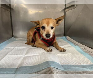 Chihuahua Dogs for adoption in San Bernardino, CA, USA