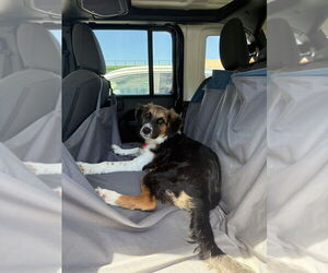 Medium Photo #3 Border Collie-Unknown Mix Puppy For Sale in Brooklyn, NY, USA