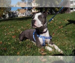 American Staffordshire Terrier-Unknown Mix Dogs for adoption in Fremont, NE, USA