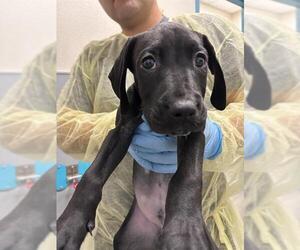 Mastiff-Unknown Mix Dogs for adoption in Las Vegas, NV, USA