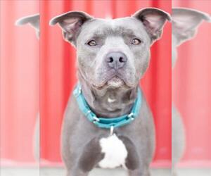 Medium Photo #1 American Pit Bull Terrier Puppy For Sale in Tracy, CA, USA