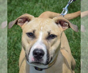 American Staffordshire Terrier-Boxer Mix Dogs for adoption in Huntley, IL, USA