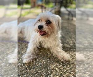 Shih Tzu-Unknown Mix Dogs for adoption in Mankato, MN, USA