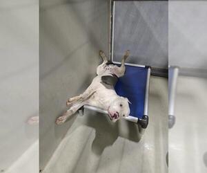 American Pit Bull Terrier Dogs for adoption in Bakersfield, CA, USA