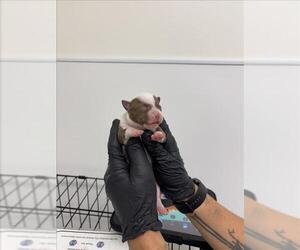 American Pit Bull Terrier-Unknown Mix Dogs for adoption in San Bernardino, CA, USA