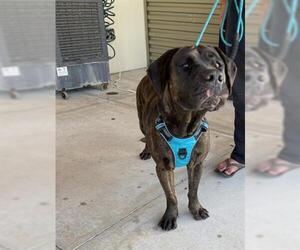 Presa Canario Dogs for adoption in Fort Lauderdale, FL, USA