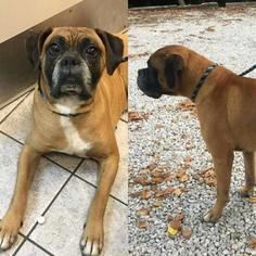 Boxer-Mastiff Mix Dogs for adoption in Kansas City, MO, USA