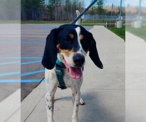 Treeing Walker Coonhound Dogs for adoption in Negaunee, MI, USA