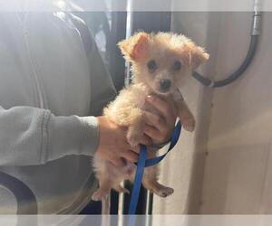 Mutt Dogs for adoption in Pasadena, CA, USA