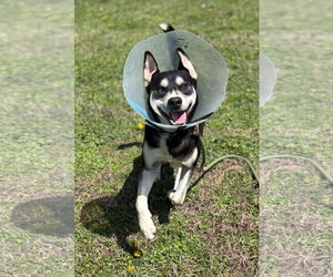 - Mix Dogs for adoption in Virginia Beach, VA, USA