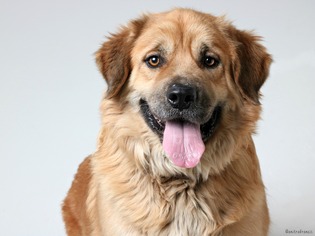 Golden Pyrenees Dogs for adoption in Eden Prairie, MN, USA