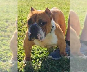Bulldog Dogs for adoption in Dallas, TX, USA