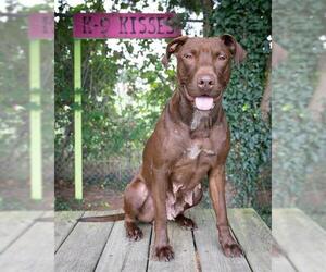 American Pit Bull Terrier-Staffordshire Bull Terrier Mix Dogs for adoption in Easton, MD, USA