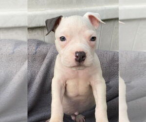 American Pit Bull Terrier-American Staffordshire Terrier Mix Dogs for adoption in Wenonah, NJ, USA