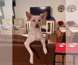 Siberian Husky-Unknown Mix Dogs for adoption in Germantown, OH, USA