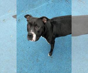 American Bulldog Dogs for adoption in Toronto, Ontario, Canada