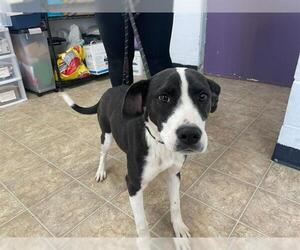 Border Collie-Unknown Mix Dogs for adoption in Raleigh, NC, USA