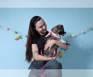 - Mix Dogs for adoption in miami, FL, USA