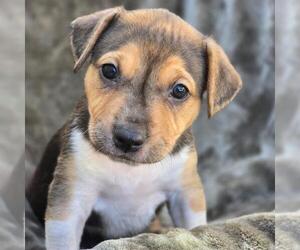 Labrador Retriever-Unknown Mix Dogs for adoption in San Diego, CA, USA
