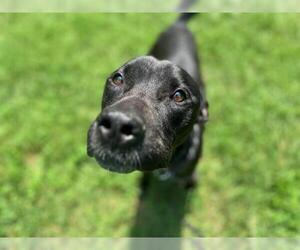 Labrador Retriever-Unknown Mix Dogs for adoption in Charlotte, NC, USA