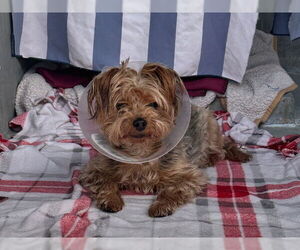 Mutt Dogs for adoption in Pasadena, CA, USA