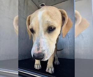 Mutt Dogs for adoption in San Antonio, TX, USA