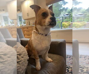 Chiweenie Dogs for adoption in San Francisco, CA, USA