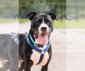 American Pit Bull Terrier-Unknown Mix Dogs for adoption in McKinney, TX, USA