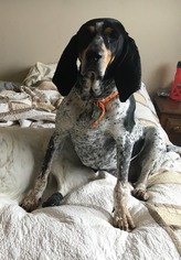Bluetick Coonhound Dogs for adoption in Aurora, CO, USA